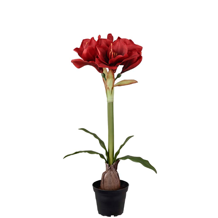 Amaryllis i potte, 50cm