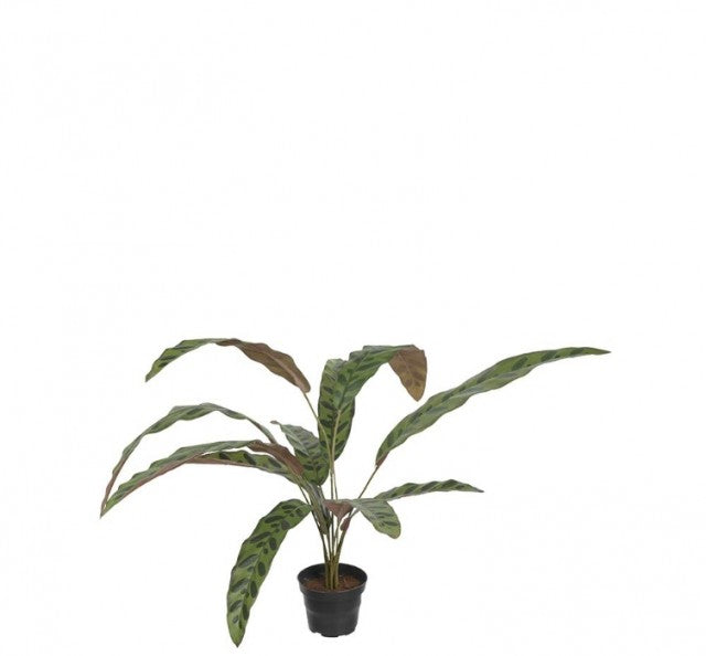 Calathea i potte, 45cm
