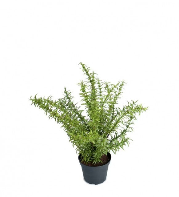 Rosmarin i potte, 35cm