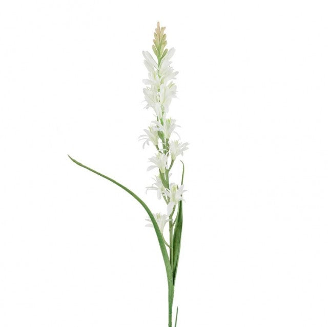 Tuberose, 90cm