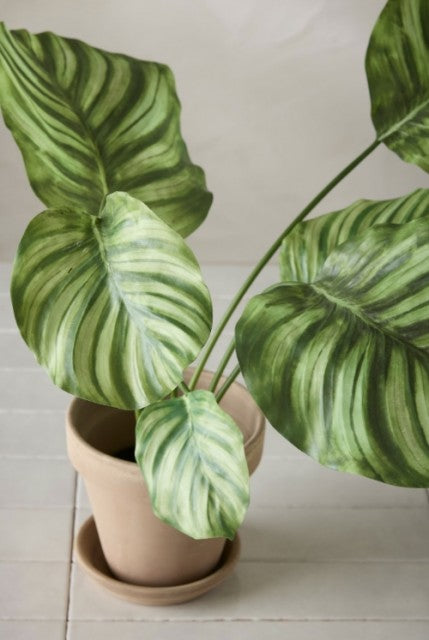 Calathea i potte, 55cm