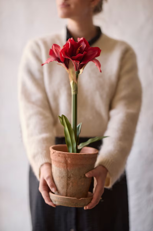 Amaryllis i potte, 50cm