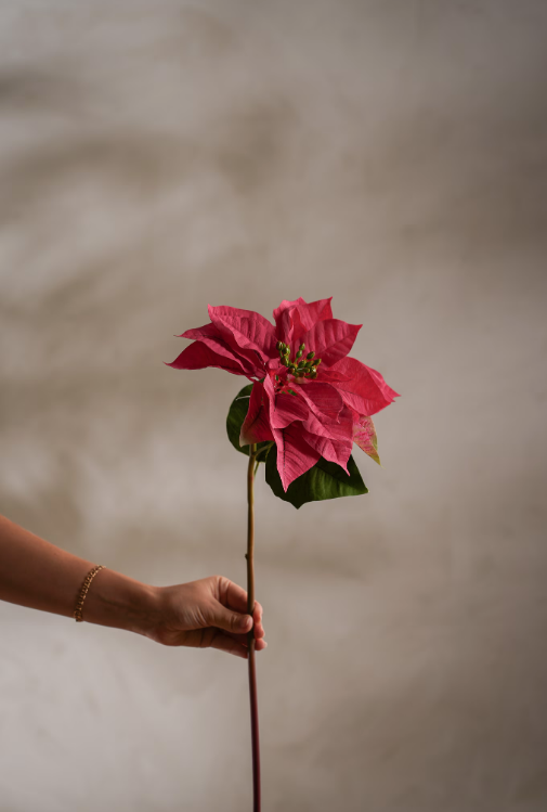 Julestjerne Rød, 70cm