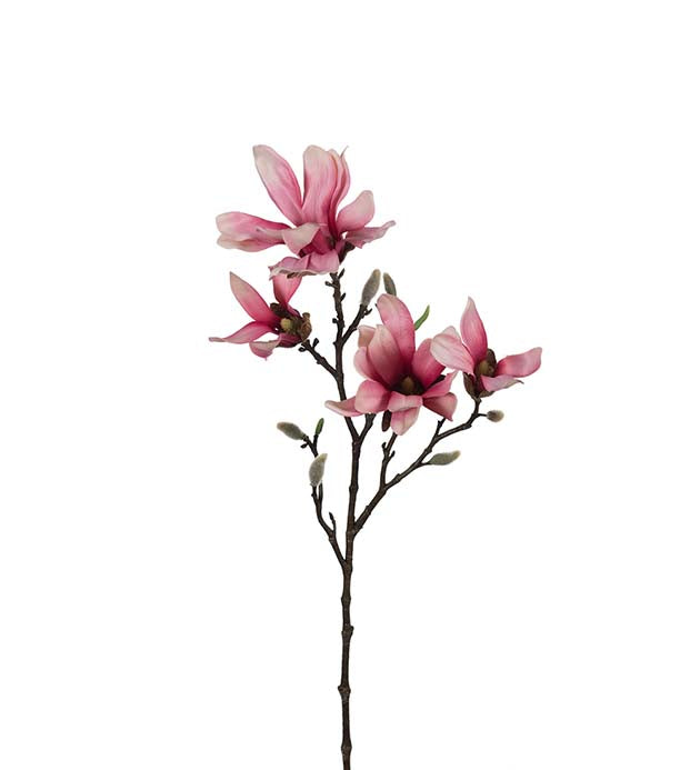 Magnolia Rosa, 50cm