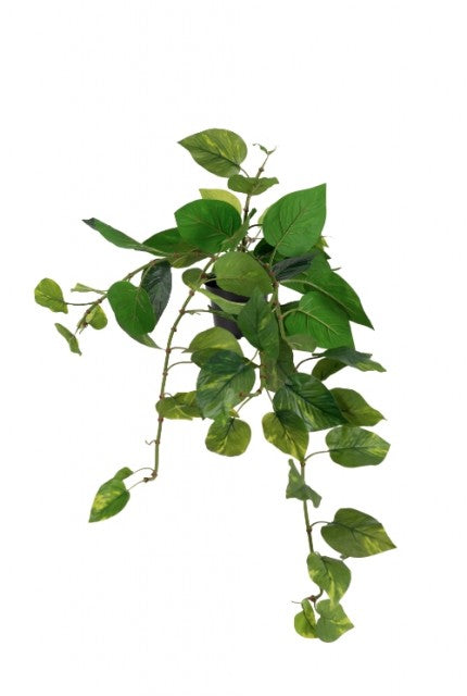 Gullranke i potte, 25cm