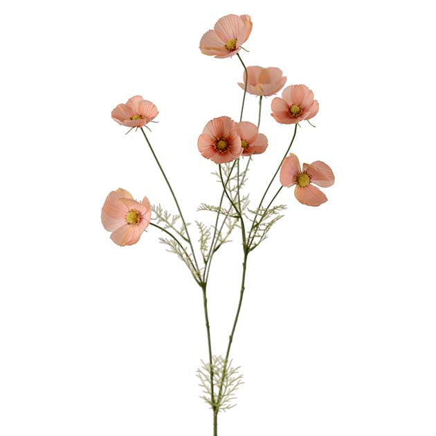 Kosmos Fersken, 100cm