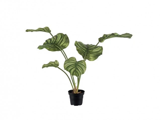 Calathea i potte, 55cm