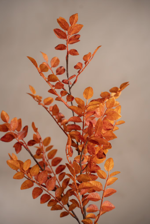 Ruscus, 95 cm
