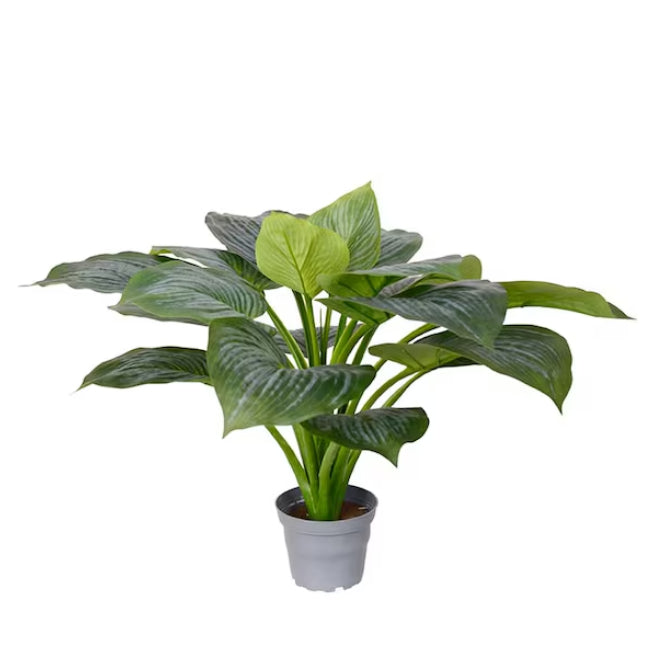 Bladlilje, 40cm