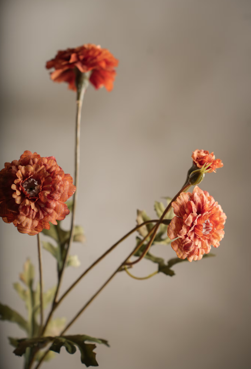 Fløyelsblomst, 55 cm