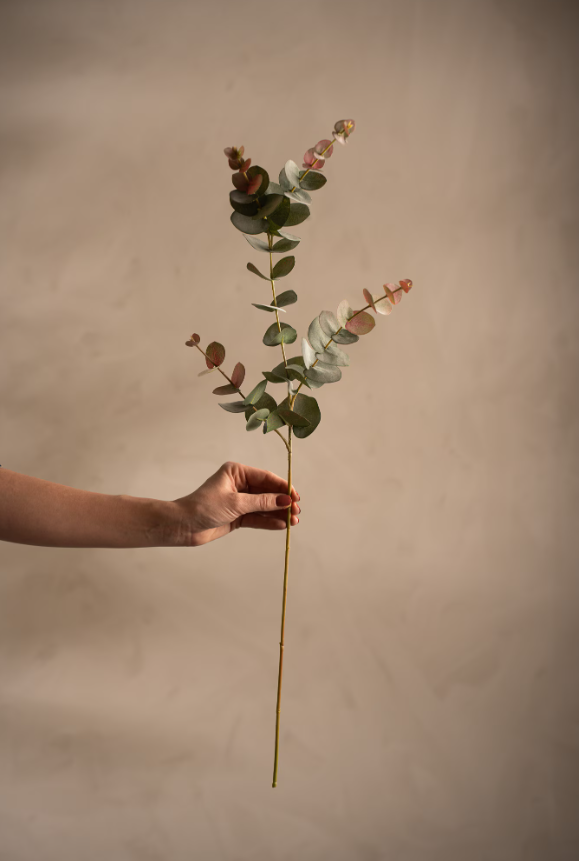 Eucalyptus, 80cm
