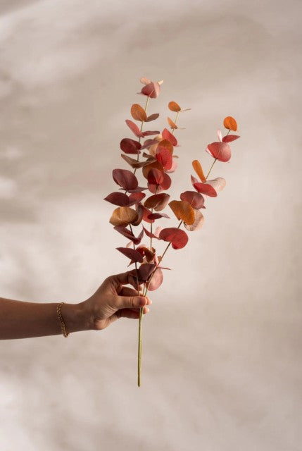 Eucalyptus Burgunder, 60cm