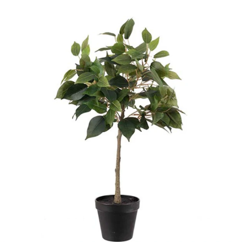 Fikus Benjamin, 55cm