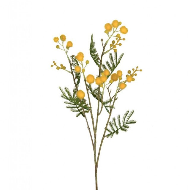 Mimosa Gul, 60cm