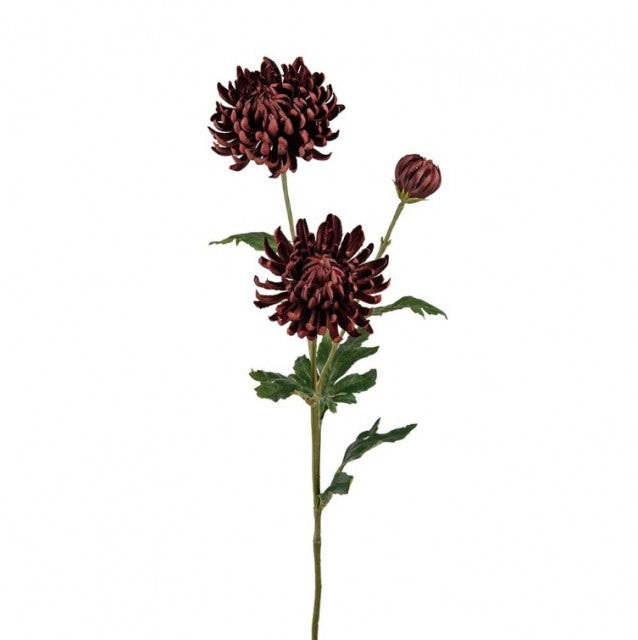 Chrysanthemum, 60cm
