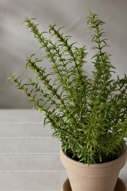 Rosmarin i potte, 35cm