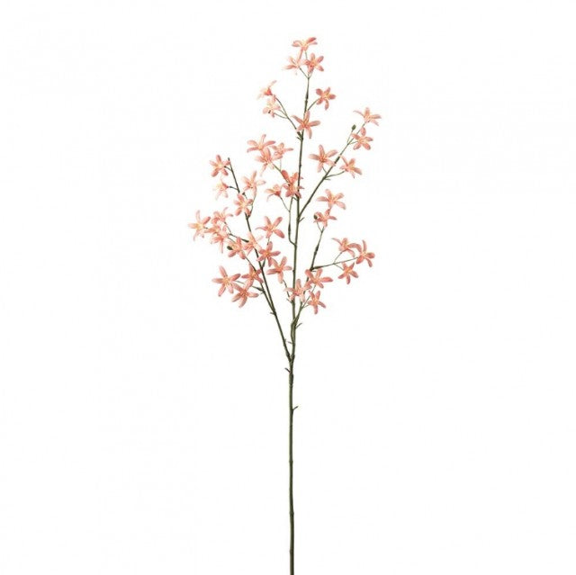 Sildreblomst Fersken, 75cm