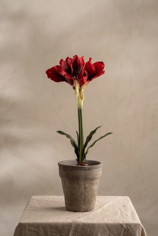 Amaryllis i potte, 50cm