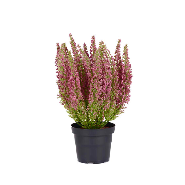 Lyng i potte rosa, 28cm