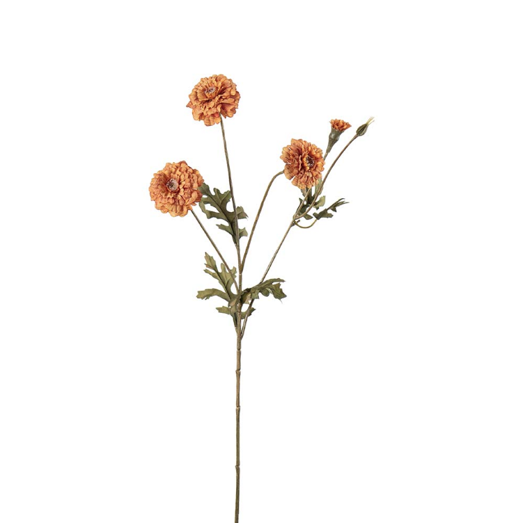 Fløyelsblomst, 55 cm