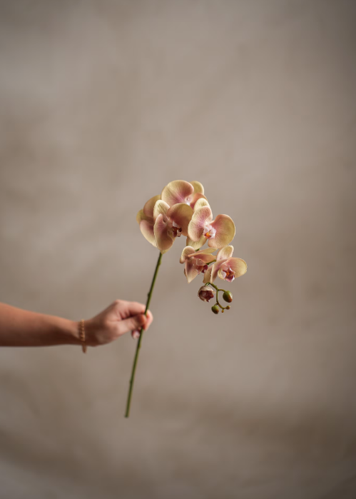 Phalaenopsis orkidé, 75 cm