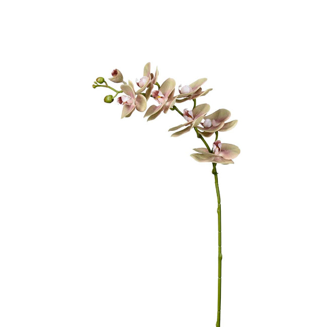 Phalaenopsis orkidé, 75 cm