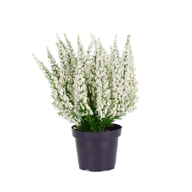 Lyng i potte hvit, 28cm