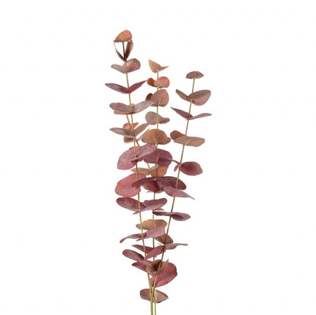 Eucalyptus Burgunder, 60cm