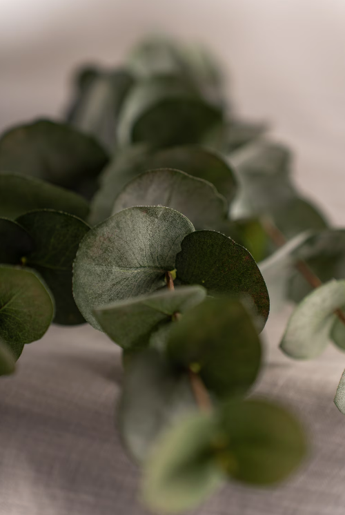 Eucalyptus Grønn, 60cm