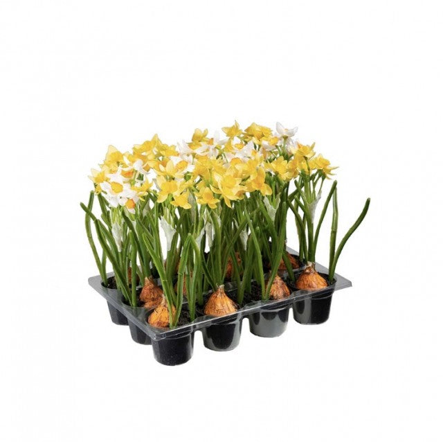 Påskeliljer Gul/Hvit, 22cm