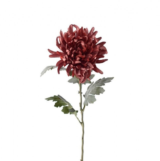 Chrysanthemum, 60cm