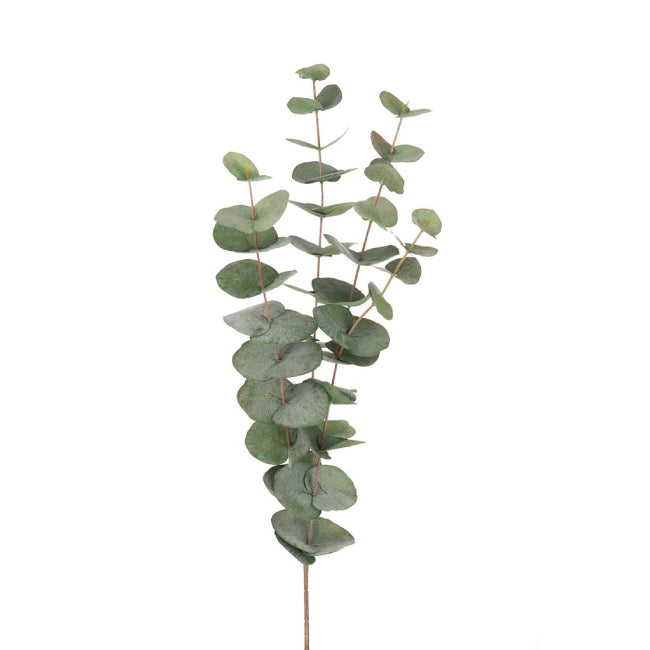 Eucalyptus Grønn, 60cm
