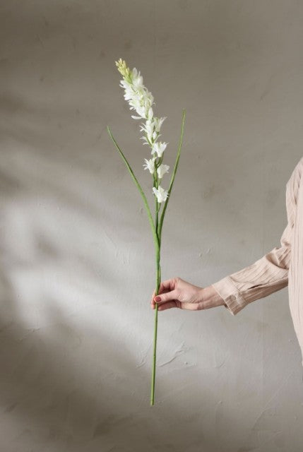 Tuberose, 90cm