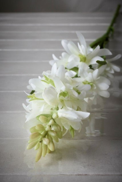 Tuberose, 90cm