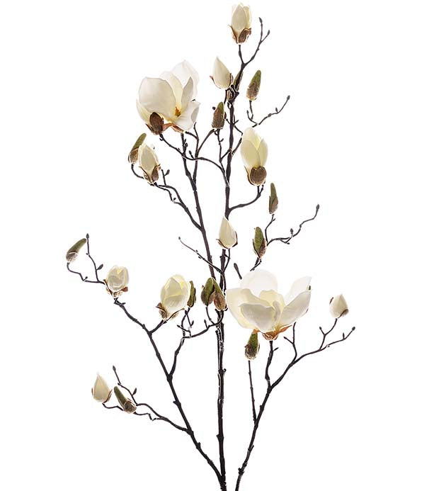 Magnolia, 110cm