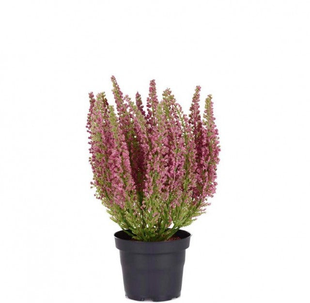 Lyng i potte rosa, 28cm