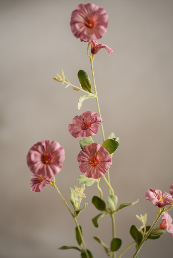 Blådaggry Rosa, 90cm