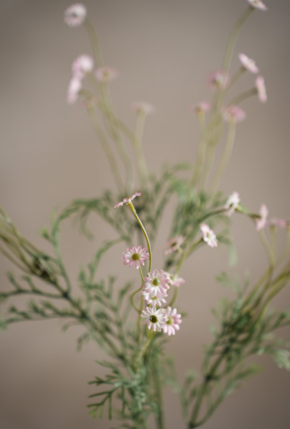 Prestekrage Rosa, 72cm