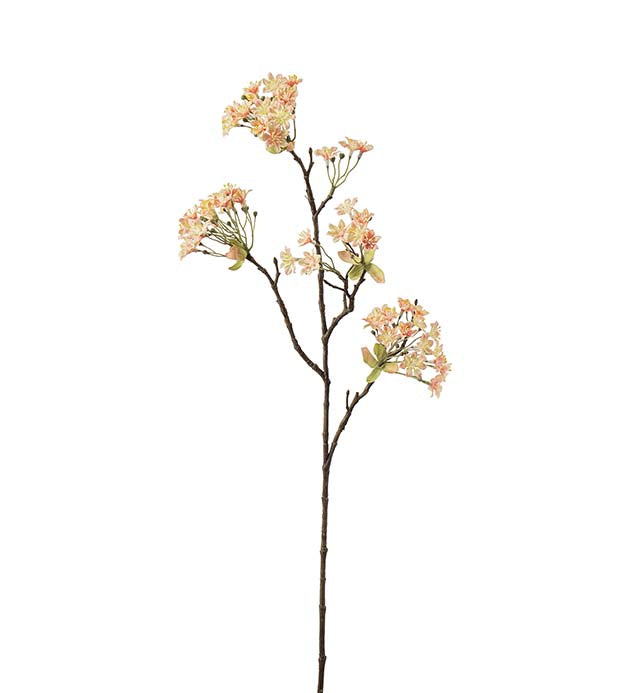 Lønneblomst, 70cm