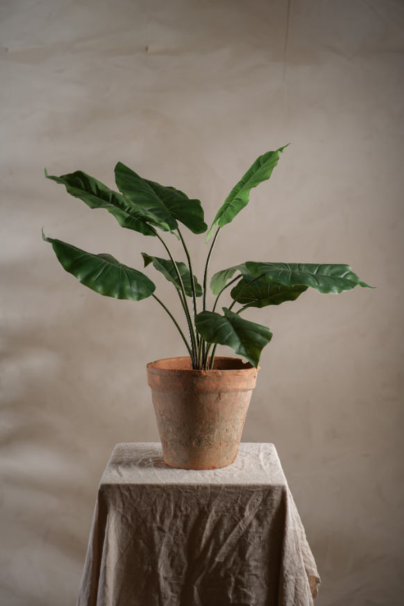Alocasia i potte, 60cm