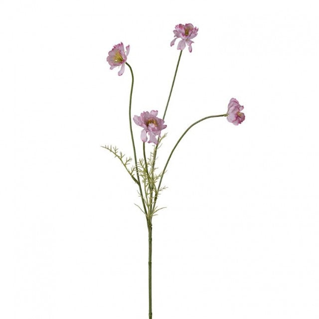Cosmos Rosa, 55cm