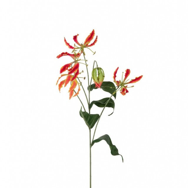 Gloriosa, 100cm