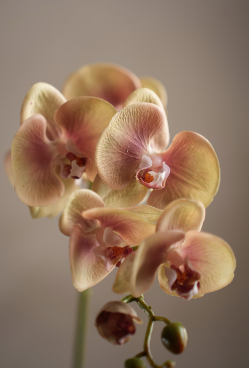 Phalaenopsis orkidé, 75 cm