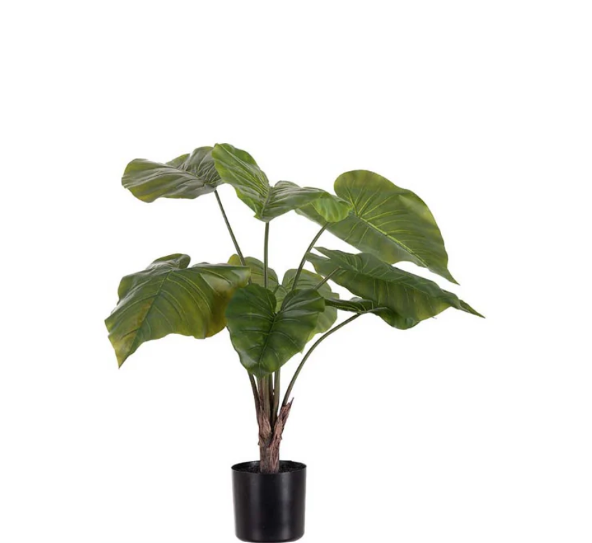 Alocasia i potte, 60cm