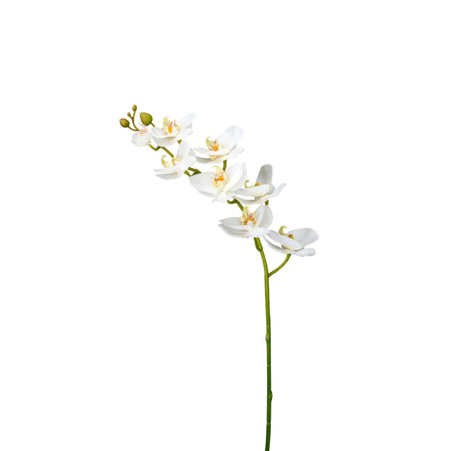 Phalaenopsis orkidé, 75 cm