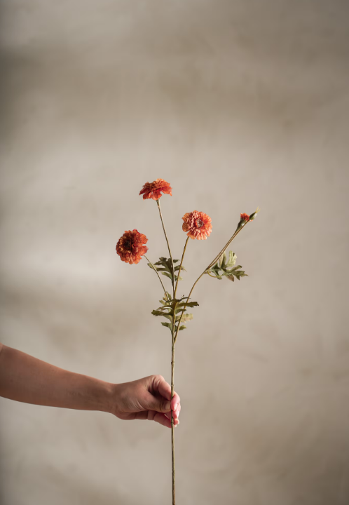 Fløyelsblomst, 55 cm