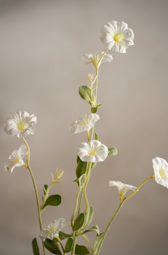 Blådaggry Hvit, 90cm