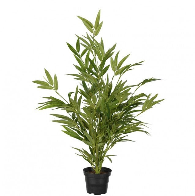 Bambusplante i potte, 60cm
