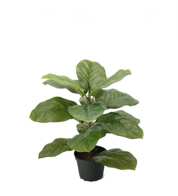 Fiolfikus i potte, 40cm