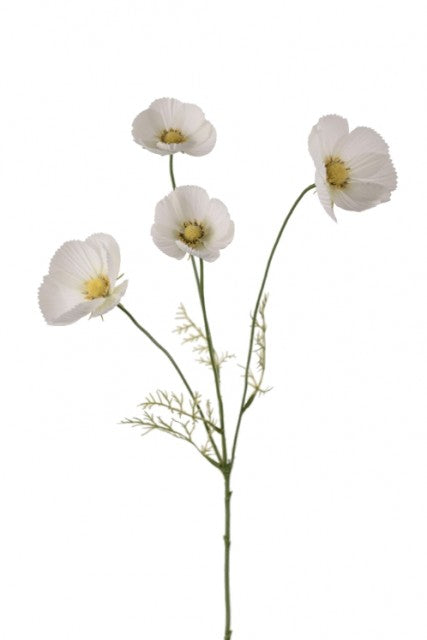 Cosmos Hvit, 60cm